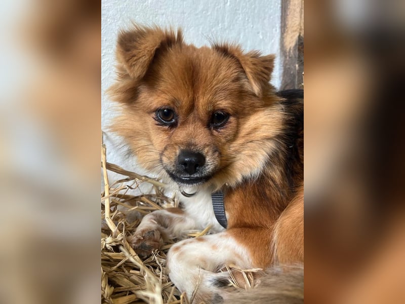 Pumpkin sucht Menschen mit Geduld