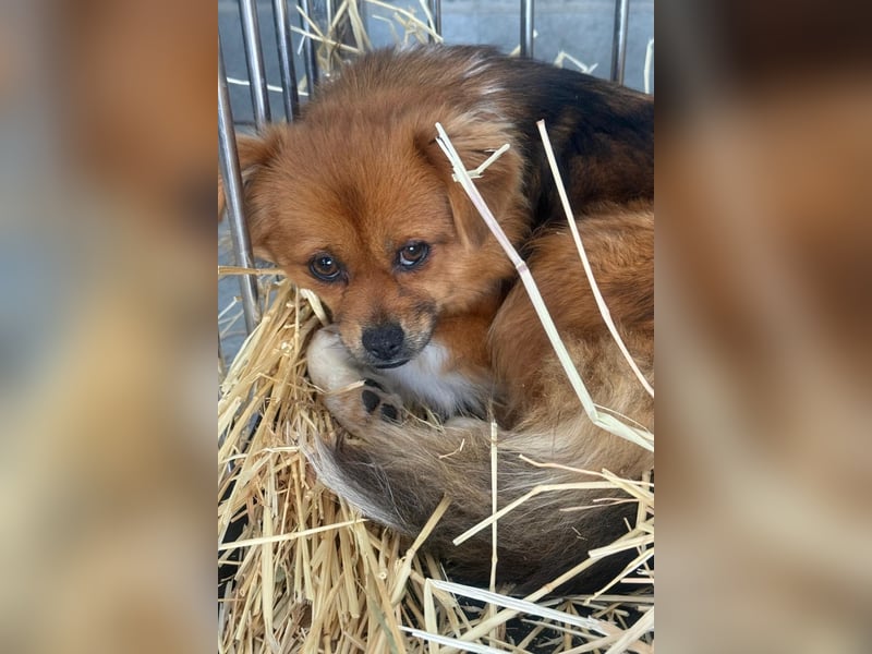 Pumpkin sucht Menschen mit Geduld