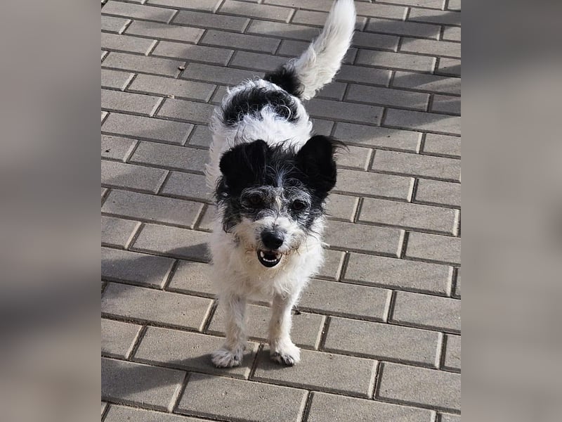 Unser kleiner, süßer Gismo sucht ein warmes Körbchen!