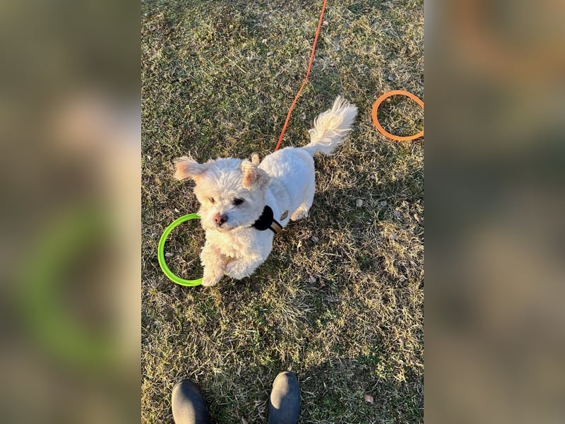 Fonsi - Glückspilz sucht Gleichgesinnte (15938 Drahnsdorf)