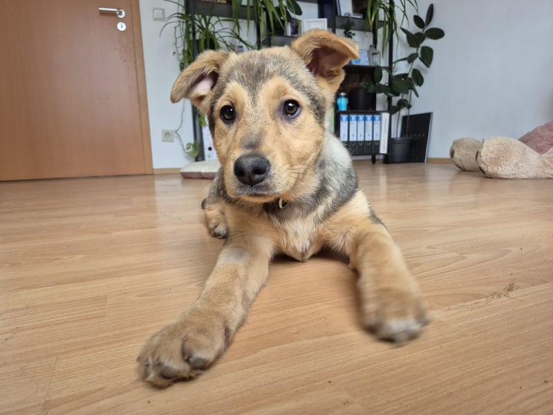 ILARI sucht ein Zuhause