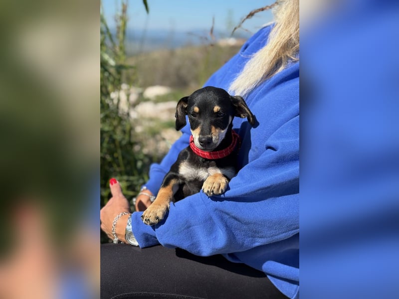 Avani - Kleine Hündin mit großem Herz