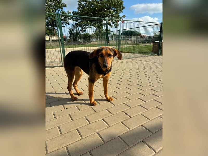 Zarte Hazel wartet so dringend