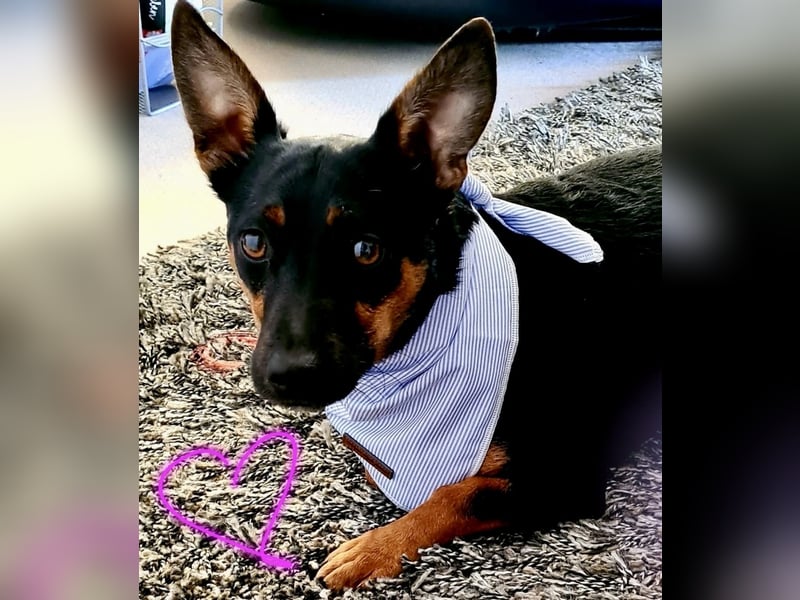 Pintscher Bub RONALDO (*2019) auf PS in 86633 Neuburg