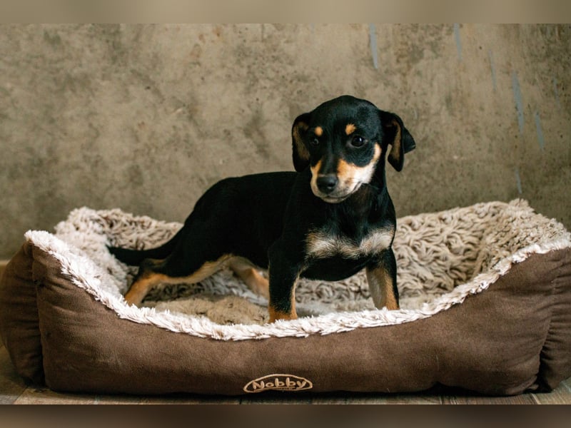 Avani - Kleine Hündin mit großem Herz