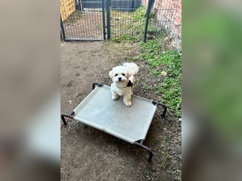 Fonsi - Glückspilz sucht Gleichgesinnte (15938 Drahnsdorf)