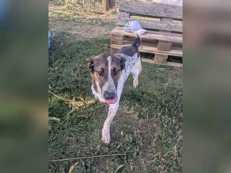 Frohnatur Otis sucht warmes Körbchen