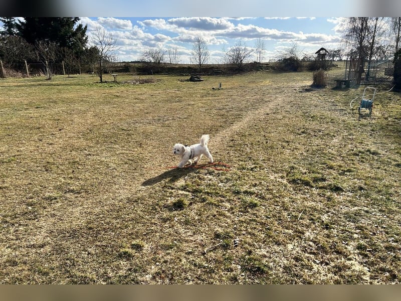 Fonsi - Glückspilz sucht Gleichgesinnte (15938 Drahnsdorf)
