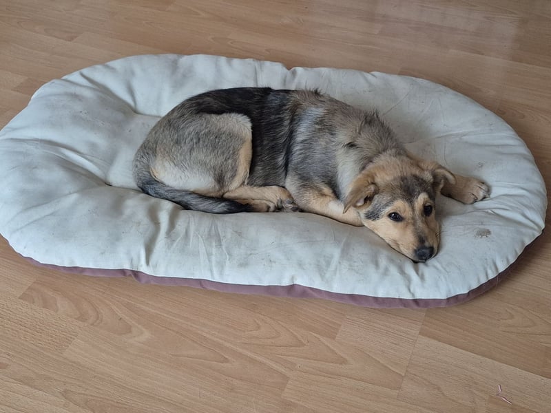 ILARI sucht ein Zuhause