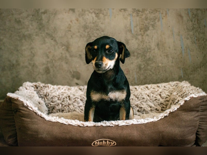 Avani - Kleine Hündin mit großem Herz