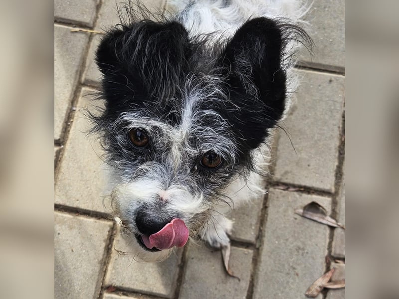 Unser kleiner, süßer Gismo sucht ein warmes Körbchen!