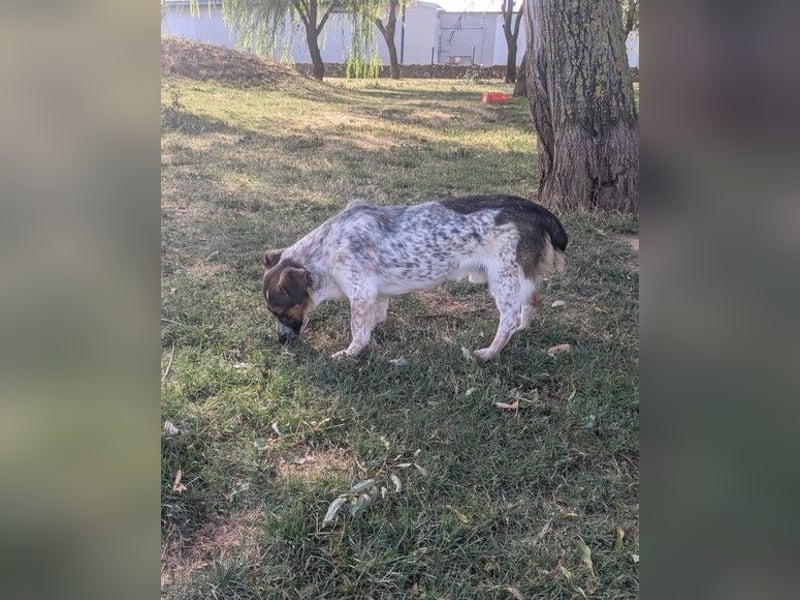 Frohnatur Otis sucht warmes Körbchen