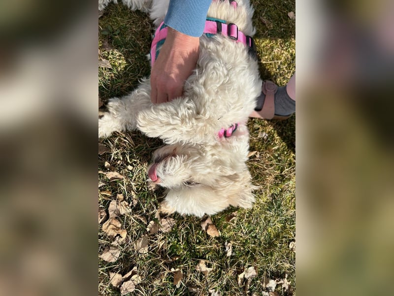 Fonsi - Glückspilz sucht Gleichgesinnte (15938 Drahnsdorf)