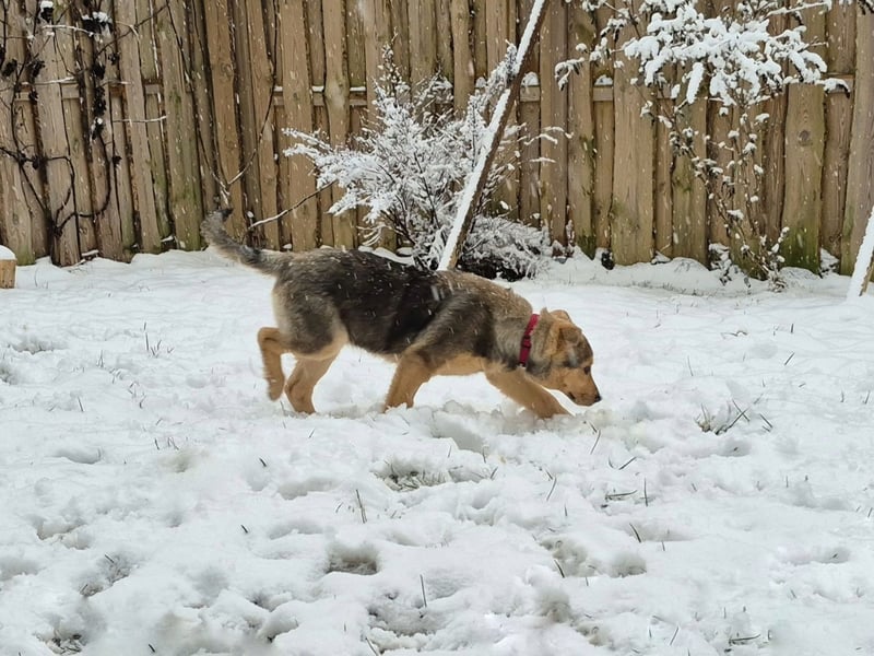 ILARI sucht ein Zuhause