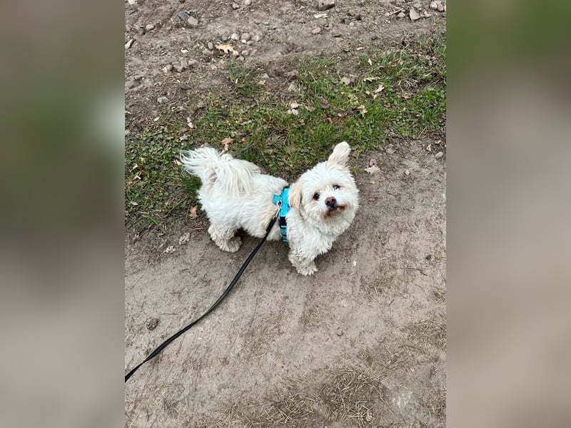 Fonsi - Glückspilz sucht Gleichgesinnte (15938 Drahnsdorf)