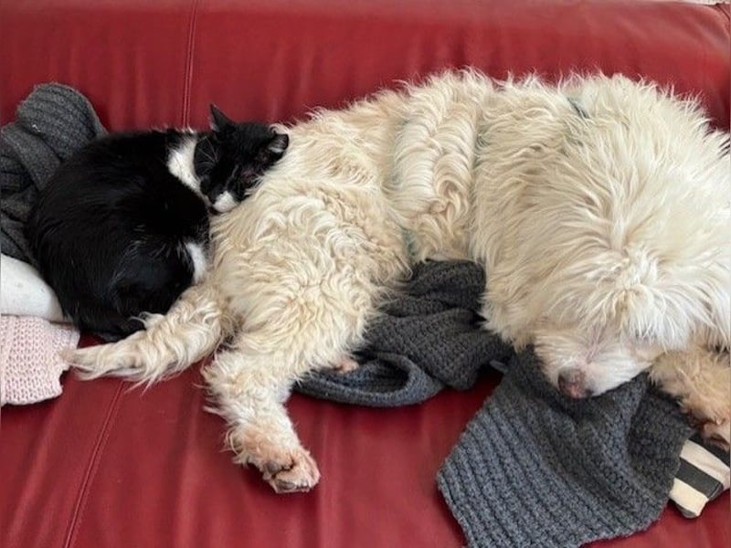 ALMA sucht ein Zuhause