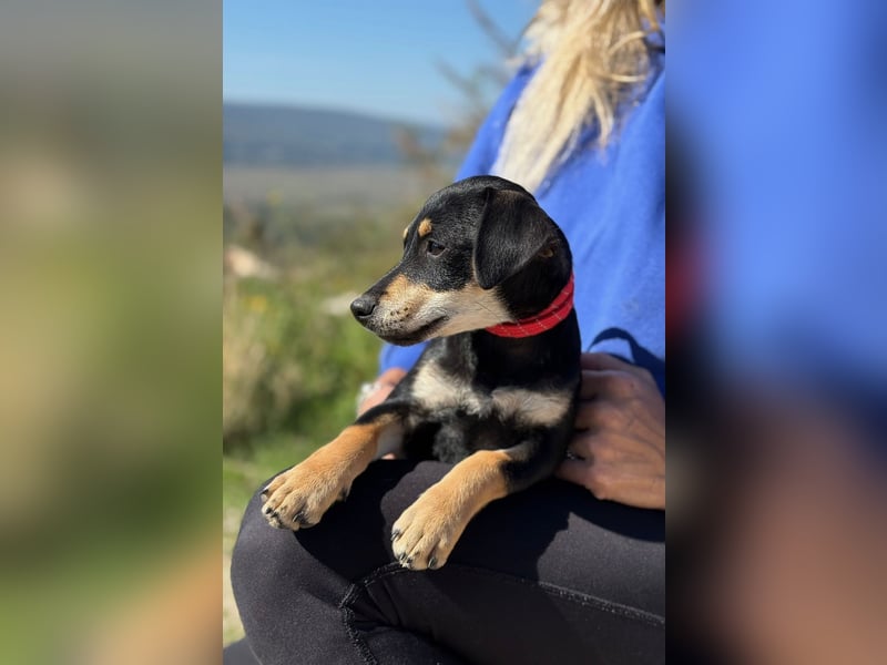 Avani - Kleine Hündin mit großem Herz