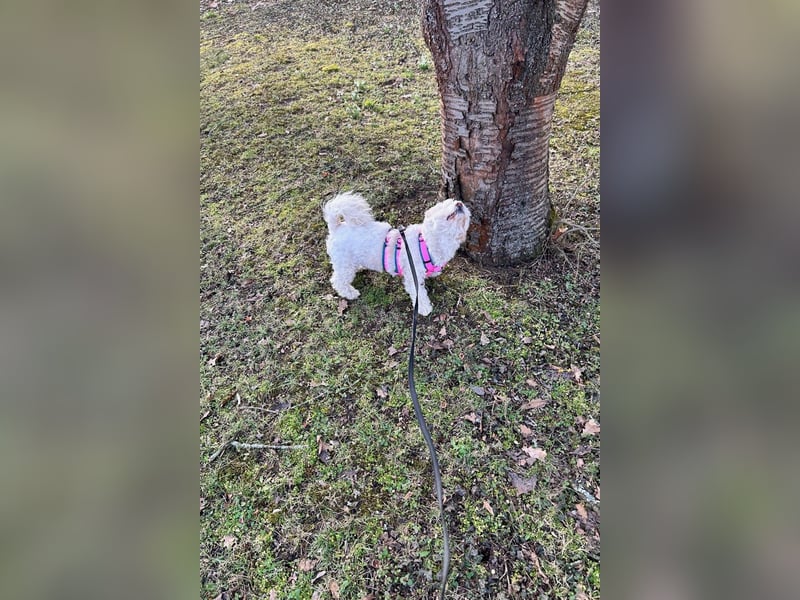 Fonsi - Glückspilz sucht Gleichgesinnte (15938 Drahnsdorf)