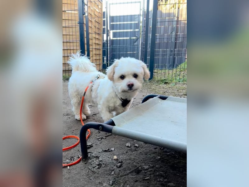 Fonsi - Glückspilz sucht Gleichgesinnte (15938 Drahnsdorf)