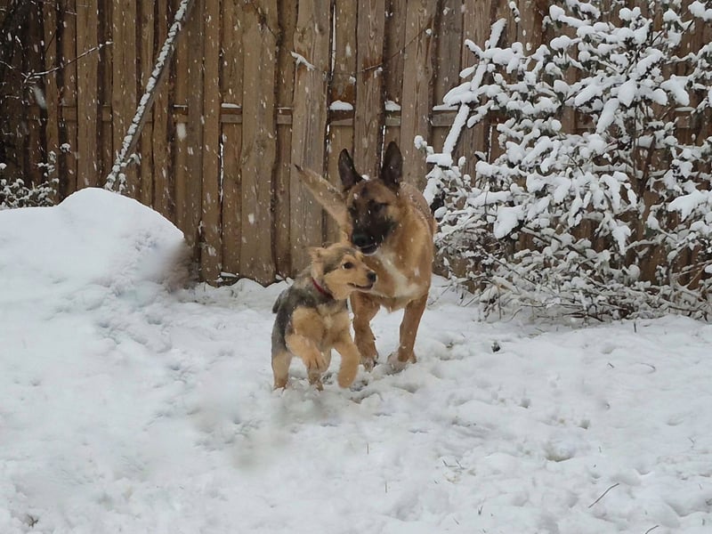 ILARI sucht ein Zuhause