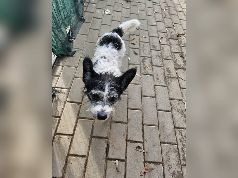 Unser kleiner, süßer Gismo sucht ein warmes Körbchen!