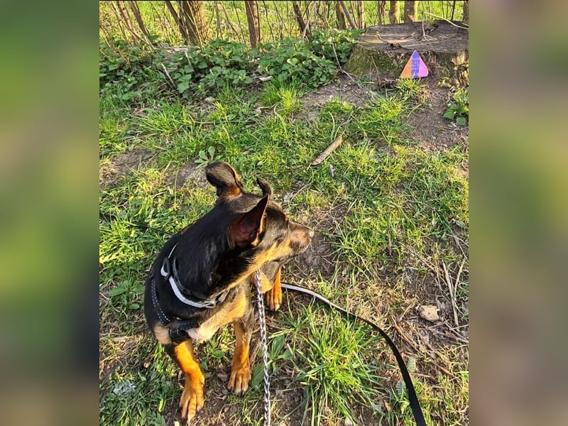 Pintscher Bub RONALDO (*2019) auf PS in 86633 Neuburg