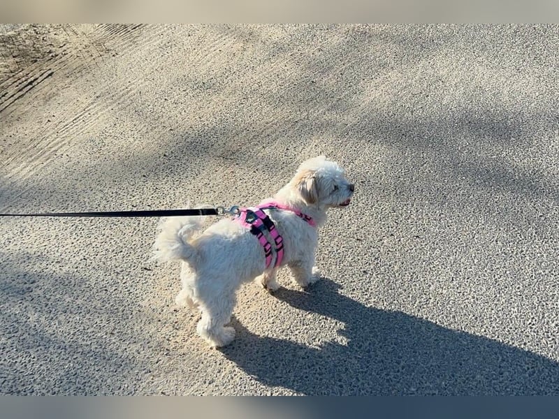 Fonsi - Glückspilz sucht Gleichgesinnte (15938 Drahnsdorf)