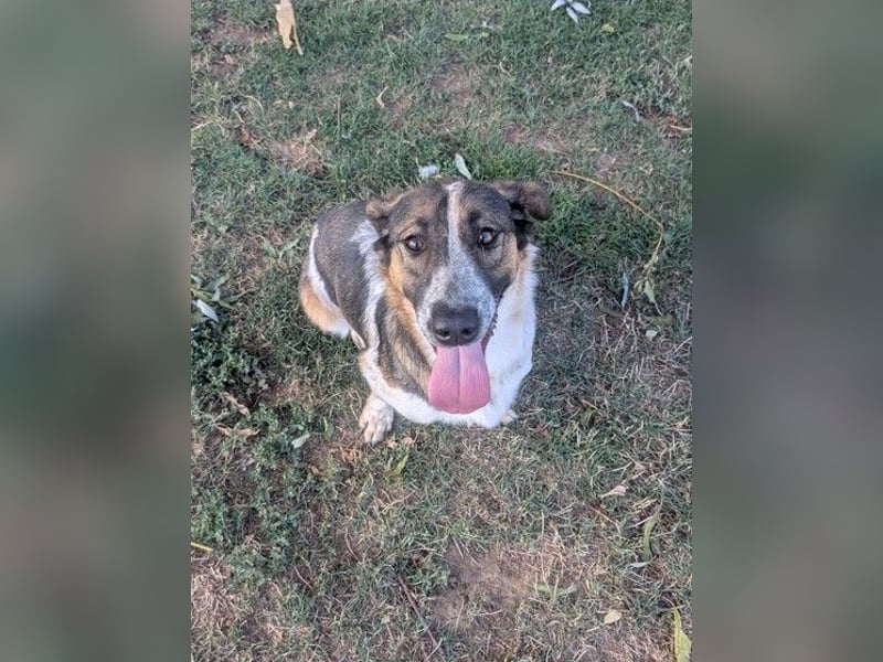 Frohnatur Otis sucht warmes Körbchen