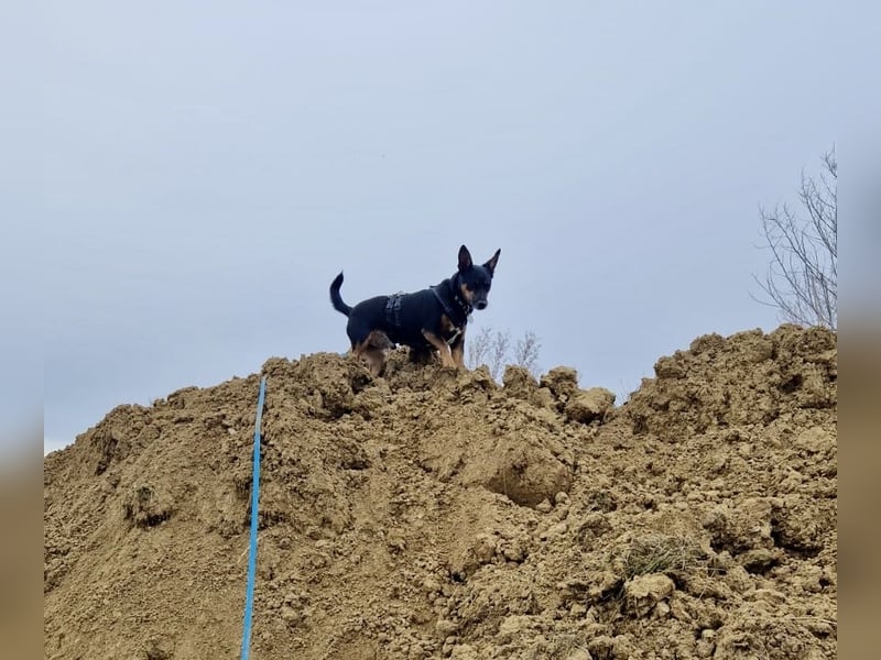 Pintscher Bub RONALDO (*2019) auf PS in 86633 Neuburg