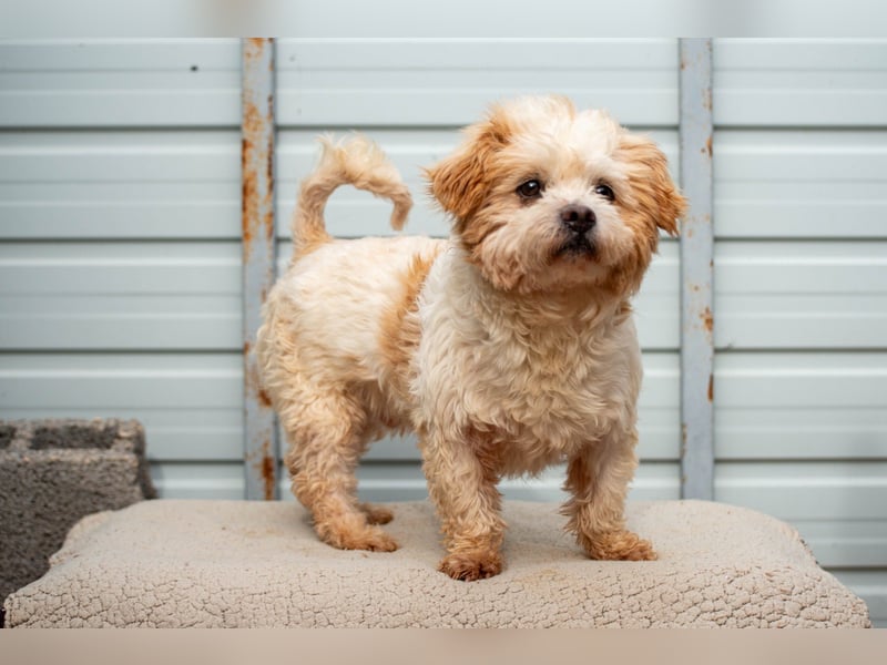 Fonsi - Glückspilz sucht Gleichgesinnte (15938 Drahnsdorf)