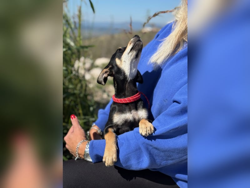 Avani - Kleine Hündin mit großem Herz