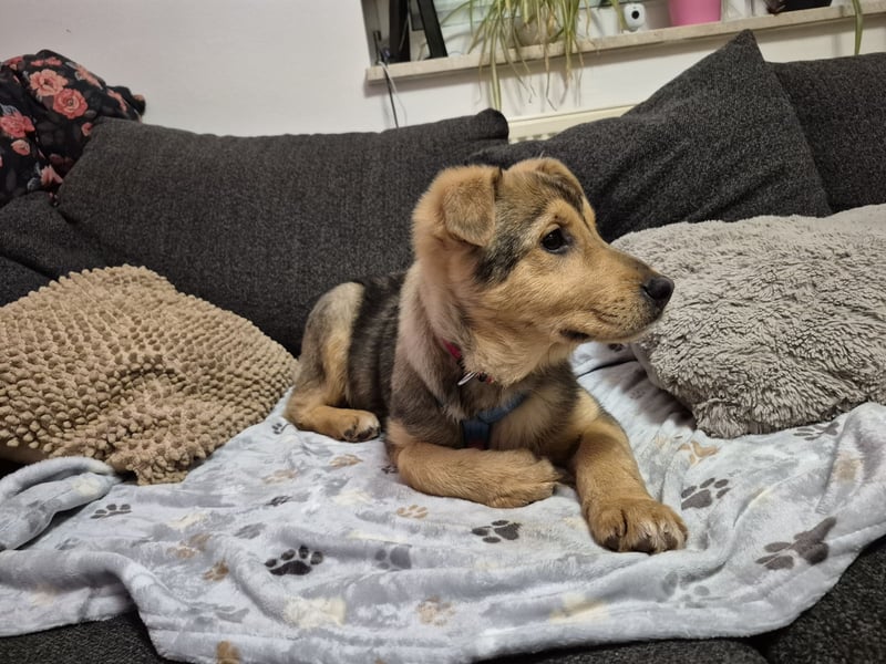 ILARI sucht ein Zuhause