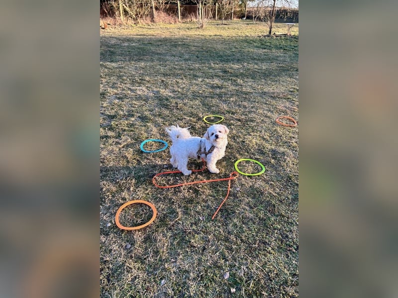 Fonsi - Glückspilz sucht Gleichgesinnte (15938 Drahnsdorf)