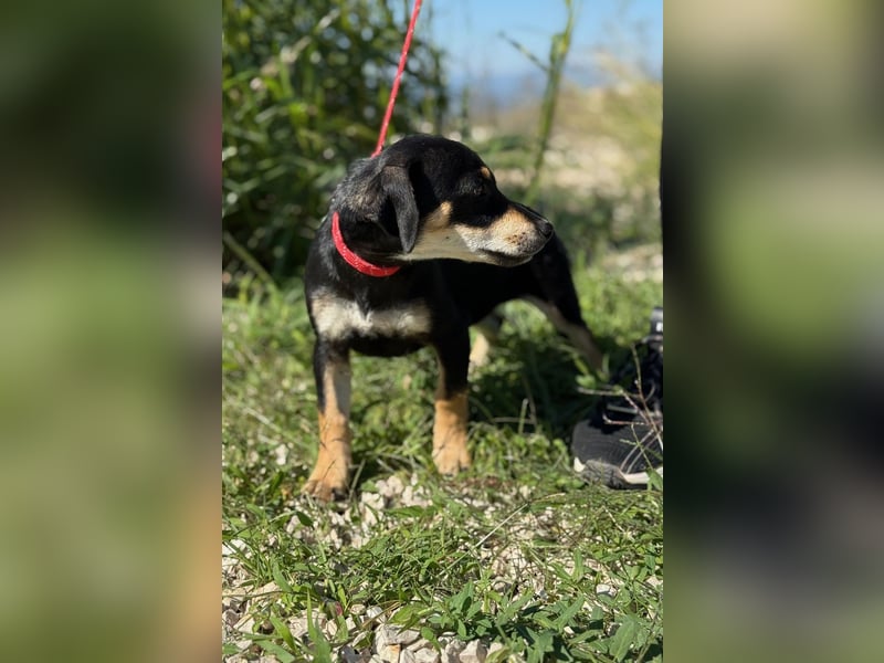 Avani - Kleine Hündin mit großem Herz