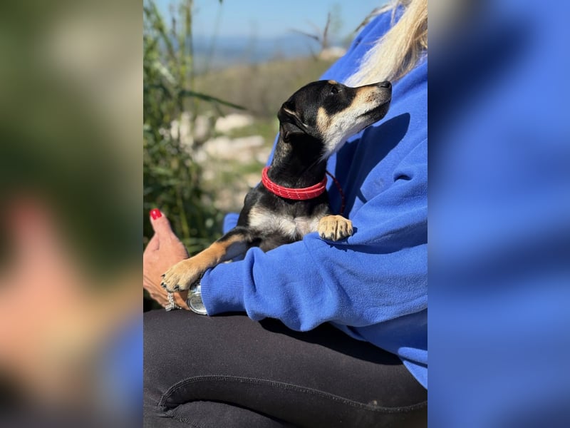 Avani - Kleine Hündin mit großem Herz