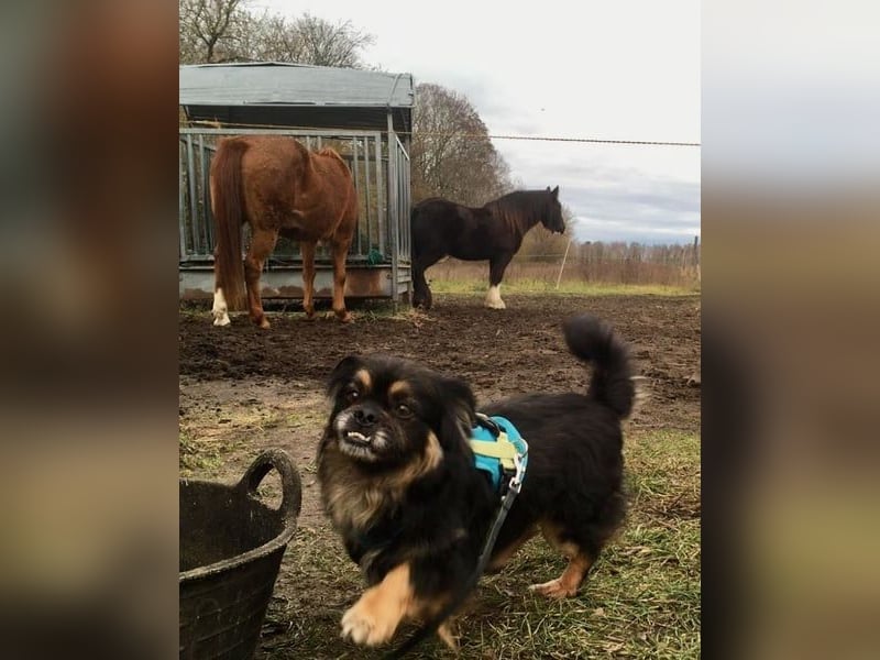 Nannos Charme muss man einfach erliegen! (15345 Reichenow-Möglin)