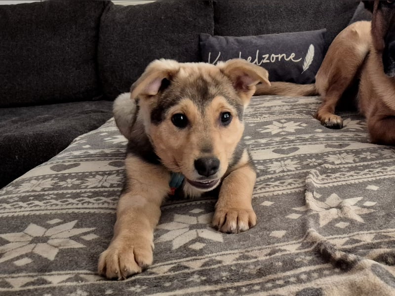 ILARI sucht ein Zuhause