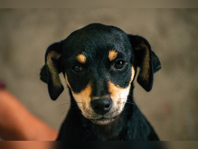 Avani - Kleine Hündin mit großem Herz