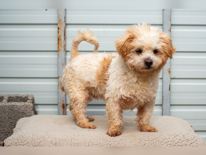 Fonsi - Glückspilz sucht Gleichgesinnte (15938 Drahnsdorf)