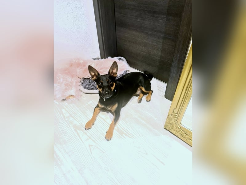 Pintscher Bub RONALDO (*2019) auf PS in 86633 Neuburg