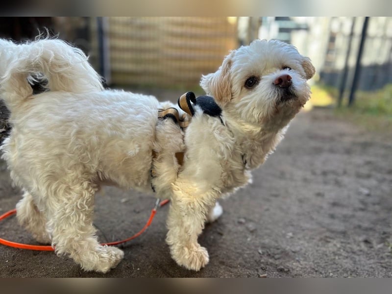 Fonsi - Glückspilz sucht Gleichgesinnte (15938 Drahnsdorf)