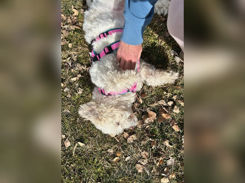 Fonsi - Glückspilz sucht Gleichgesinnte (15938 Drahnsdorf)