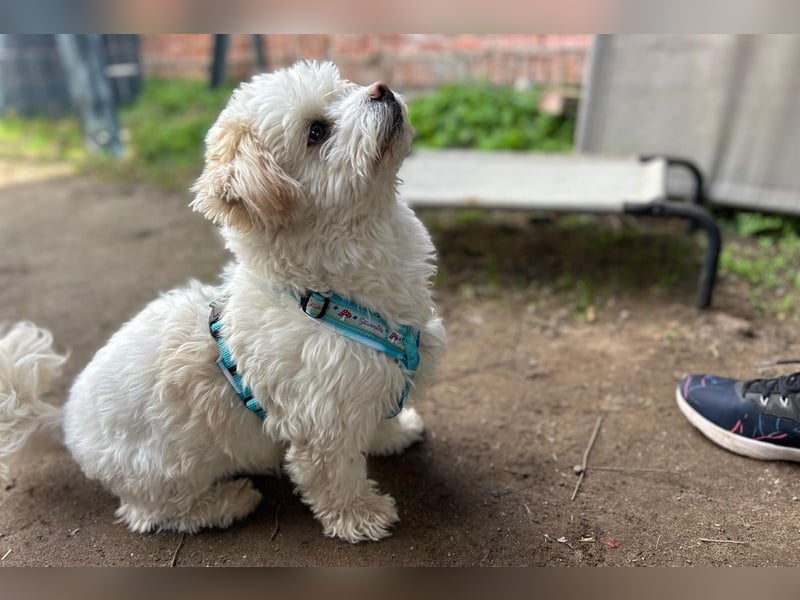 Fonsi - Glückspilz sucht Gleichgesinnte (15938 Drahnsdorf)