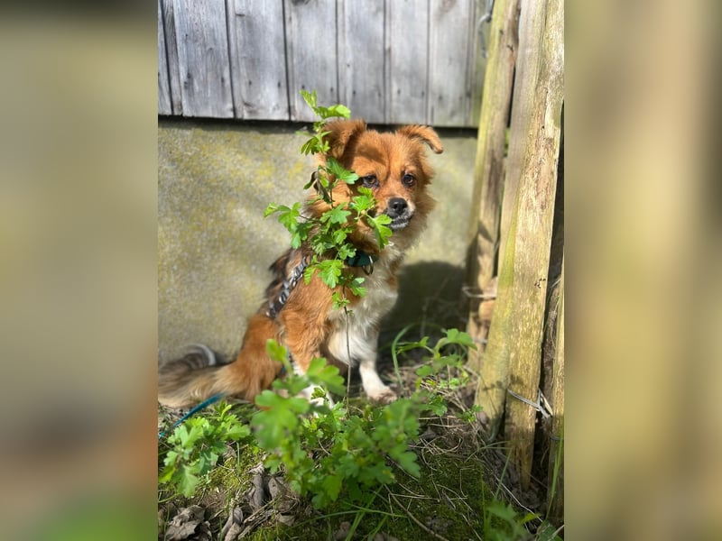 Pumpkin sucht Menschen mit Geduld