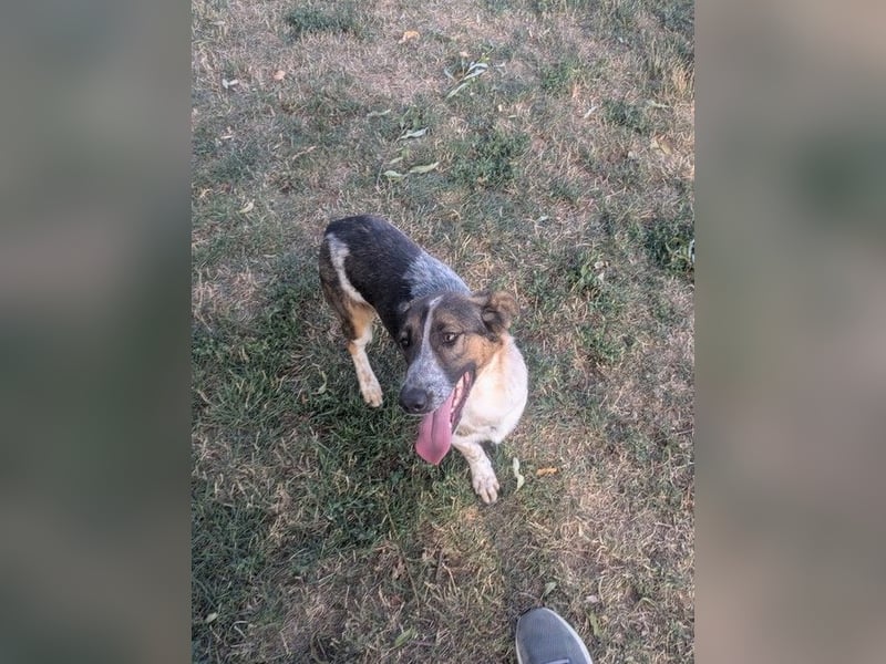 Frohnatur Otis sucht warmes Körbchen