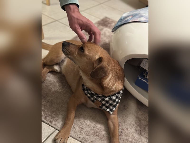 Peanut sucht sein für immer Körbchen