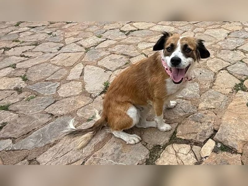 Chispa ist freundlich und verspielt