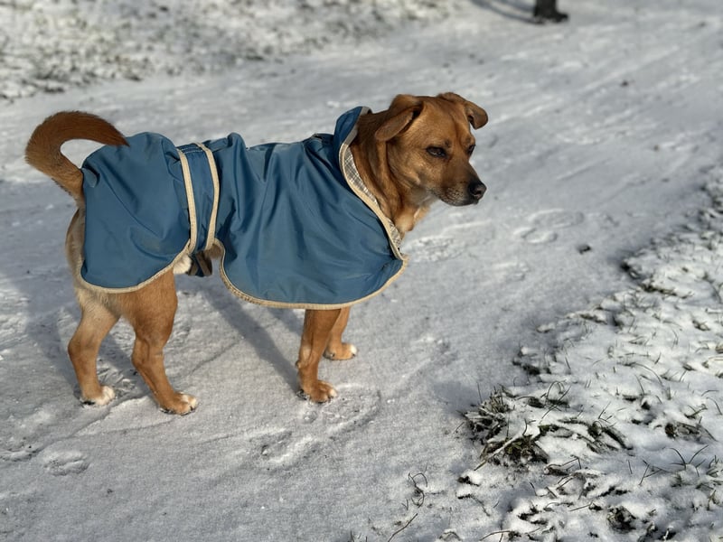 Peanut sucht sein für immer Körbchen
