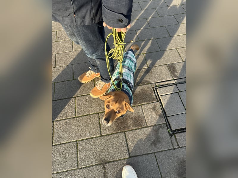 Peanut sucht sein für immer Körbchen