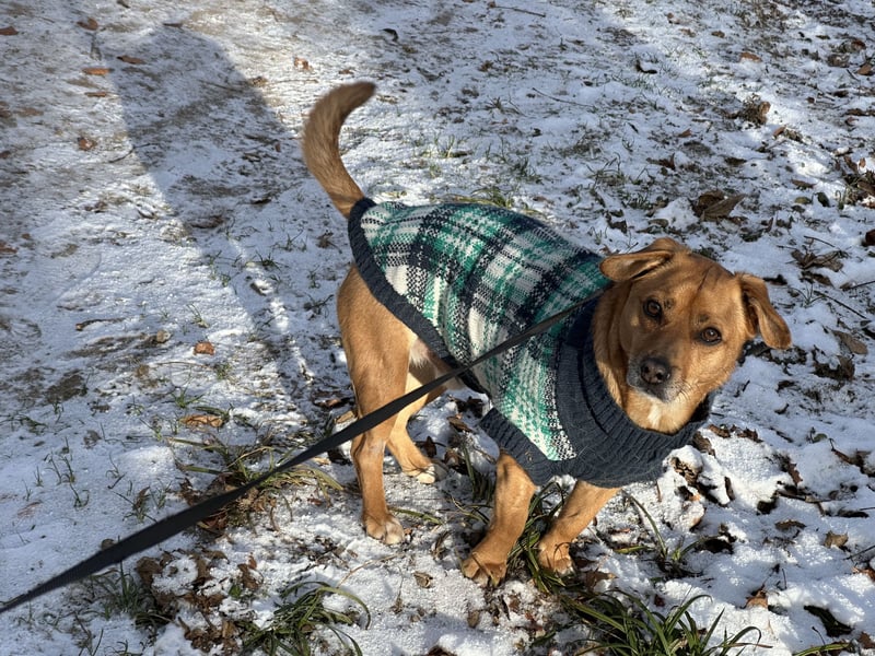 Peanut sucht sein für immer Körbchen
